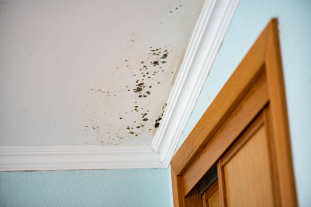 Best Commercial Mold Remediation in Roanoke, IL