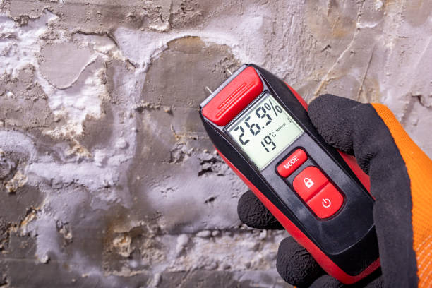 Best Kitchen Mold Remediation in Roanoke, IL