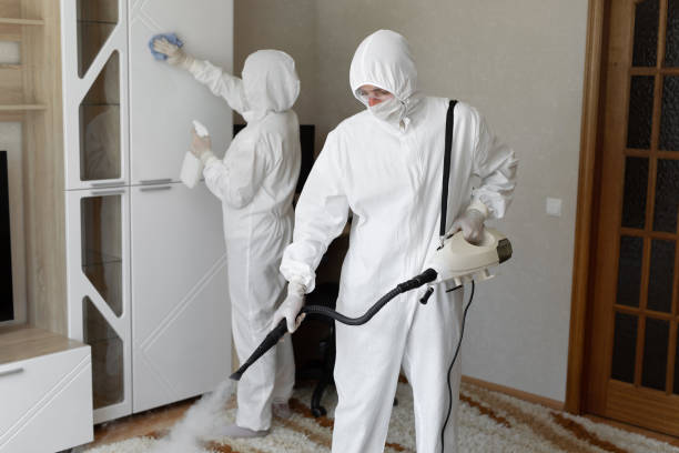 Best DIY Mold Remediation Support Services in Roanoke, IL