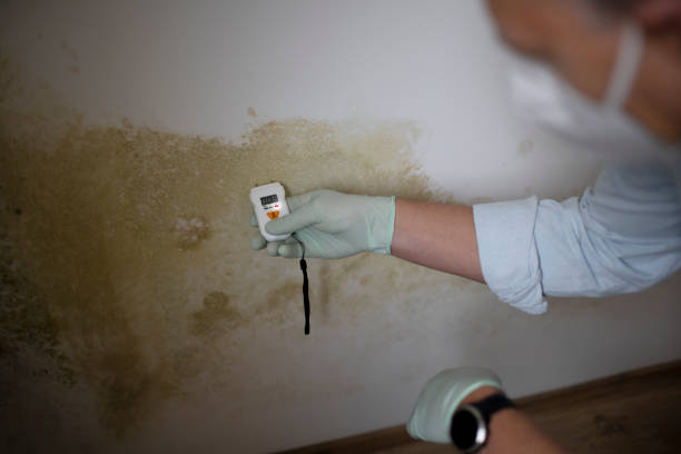 Best HVAC Mold Remediation in Roanoke, IL