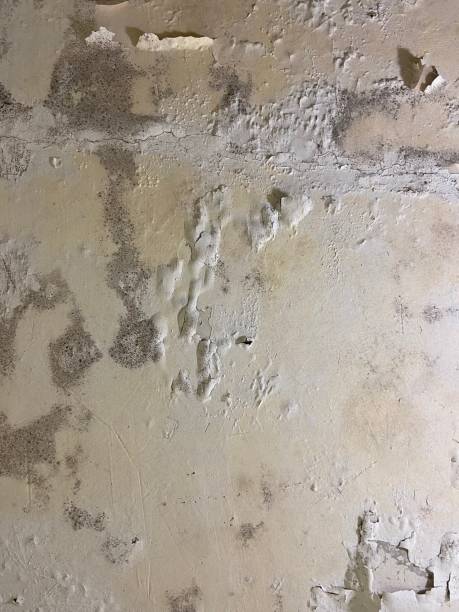 Trusted Roanoke, IL Mold Remediation Experts