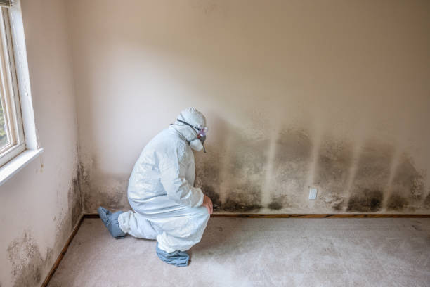 Best Health and Safety Mold Remediation in Roanoke, IL