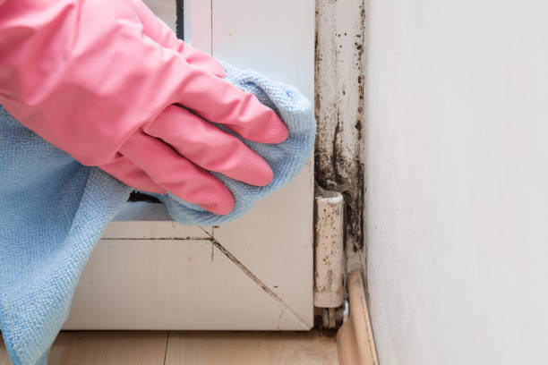 Best Mold Remediation for Specific Building Types in Roanoke, IL