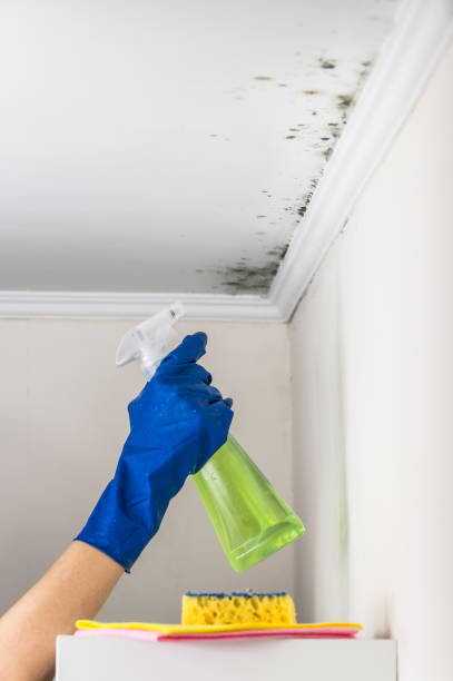 Best Preventive Mold Services in Roanoke, IL